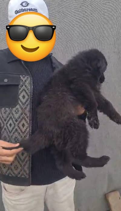 German Shepherd and 03244911352 WhatsApp