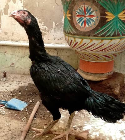 black aseel female for sale