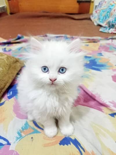 Persian Kitten
