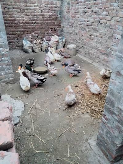 Hen duck sale eggs laying