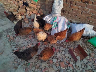 Dasi murgi o3o4533o988 tayar muri