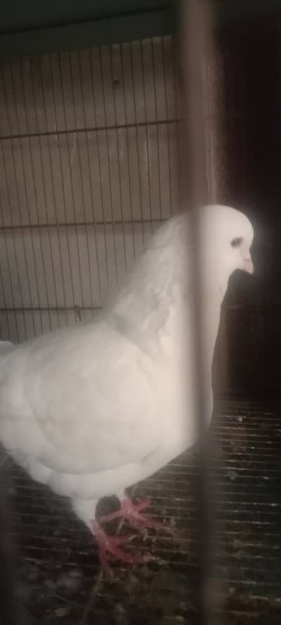 king breeder confirm