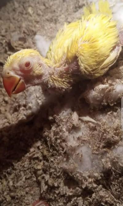 yellow Ringneck Chick For Sale In Lahore