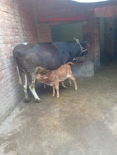 Cow Frizien and Cholistani Cross