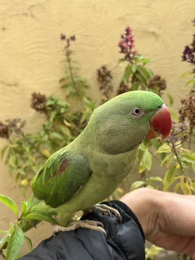 Raw parrot fully tamed