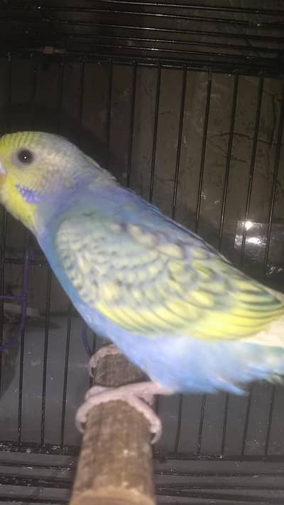 Rainbow budgie pair top class bloodline all birds available