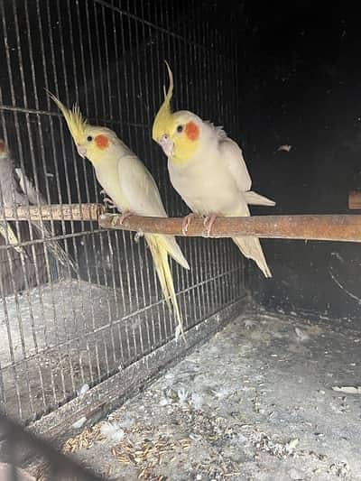 Lutino Cockatiel Pair Only Serious buyers Contact me