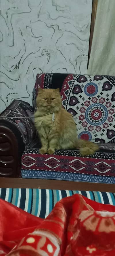 full helthy cat 3pl cot