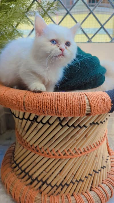 2 month female kitten