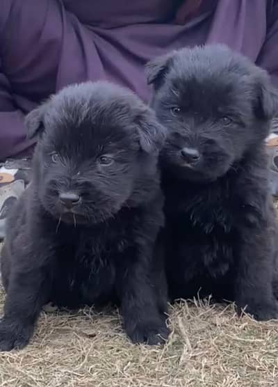 German Shepherd puppy | Long Coat | Puppy | GSD | puppy for sale