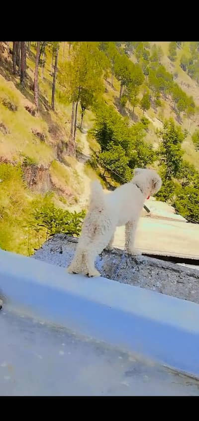 poodle breader pair available