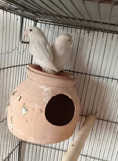 Albino Lovebirds pair