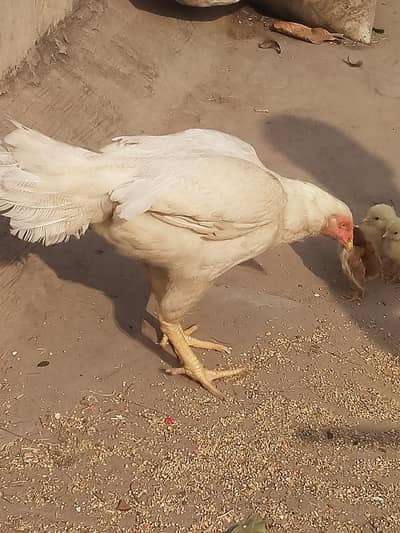 ghar کی  Hera)(03094028421 what's up only