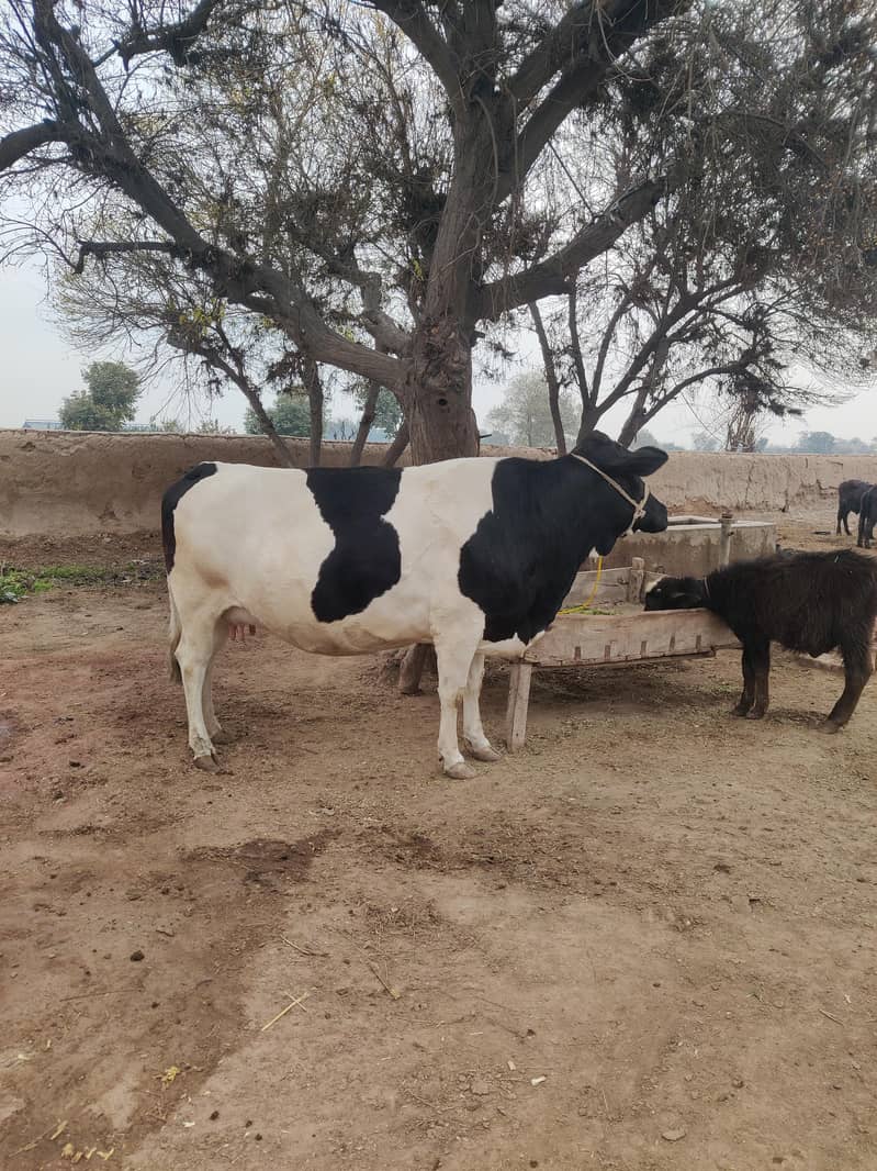 holstein friesian  2nd timer. 0