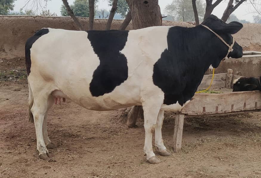 holstein friesian  2nd timer. 1