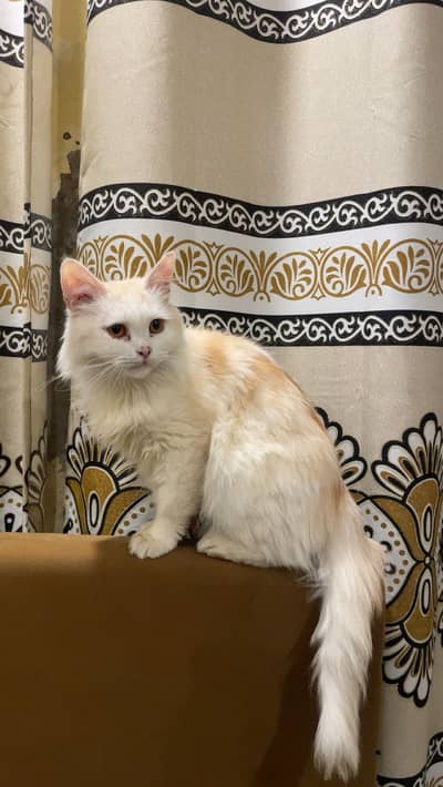 WHITE AND CARAMEL COLOUR FULLY FRIENDLY CAT