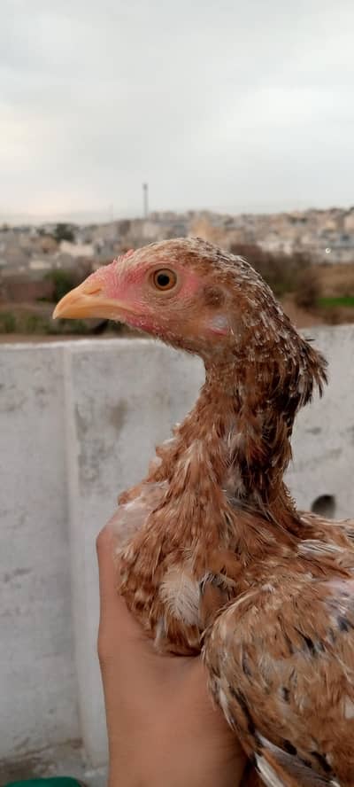 Aseel chicks age 6 months read full ad