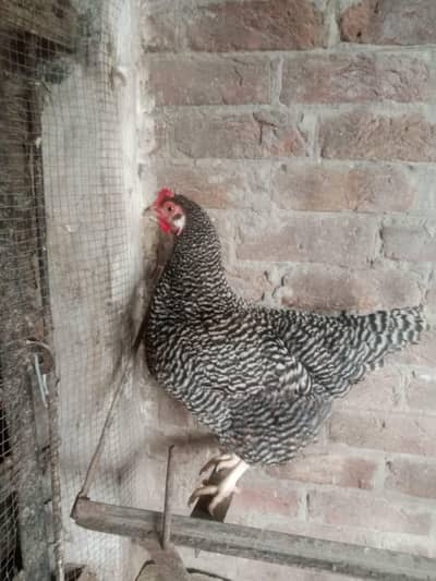 Plymouth rock breeder pair available for sale