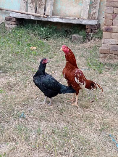 High quality Mian wali aseel pair