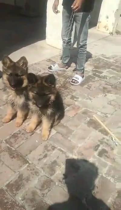 German shepherd | Puppy | GSD | Dog for sale | WhatsApp 03212405409 g