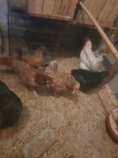 1000 per piece fix price  breeder hens hain