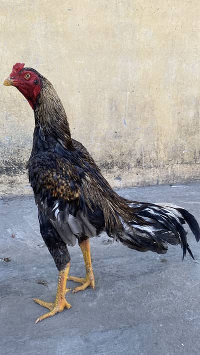 Top Quality Aseel Murgh For Sale
