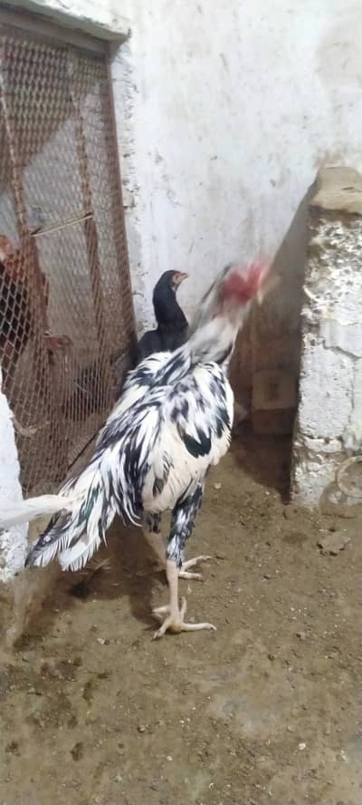 aseel jageeri peela lakha cheena