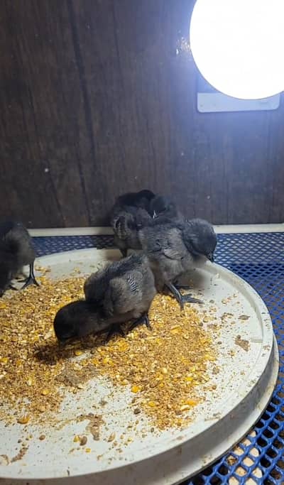 Ayam cemani grey tongue chicks