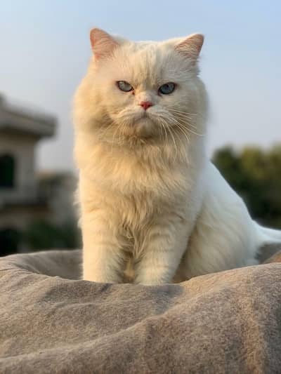 punch face cats for sale