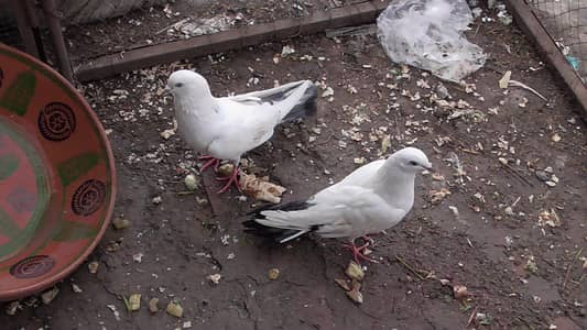 4 pigeon pairs , kalduma, teddy, chat Wala, chapra