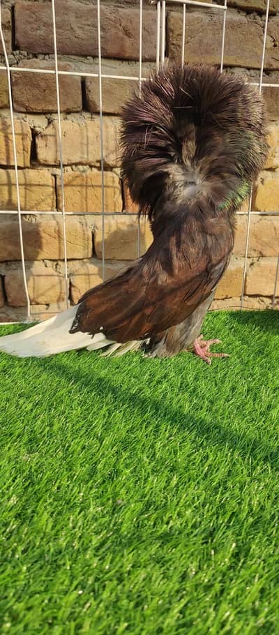 Jacobin beautiful pair PJC ring 2025