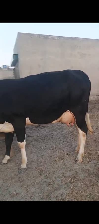 cross cow 1st timer 18 kg milk