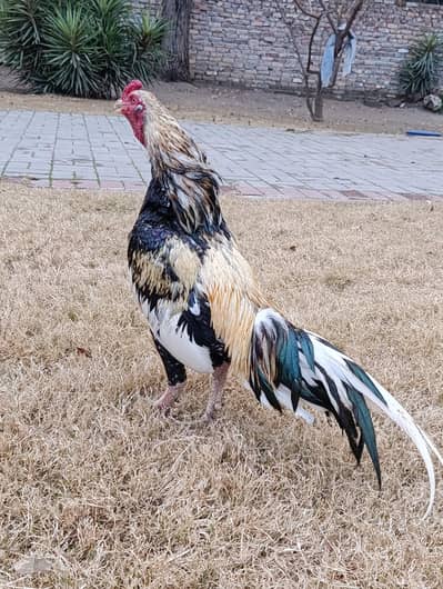 Makki Mix Aseel pathay / murghi / choozay / murgha black white laal