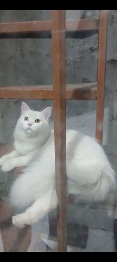 Persian Female cat with 3 kittens