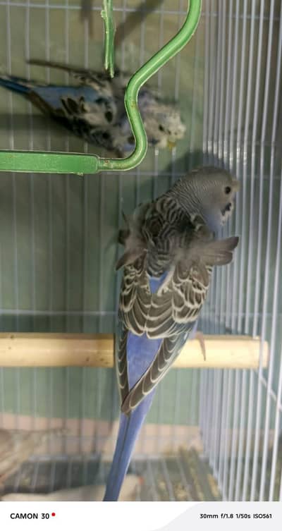 Violet hogoromo double flower