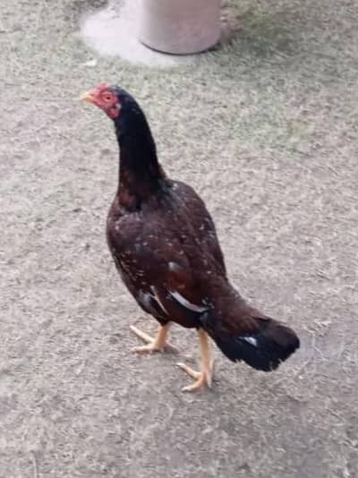 03369087176 only call 