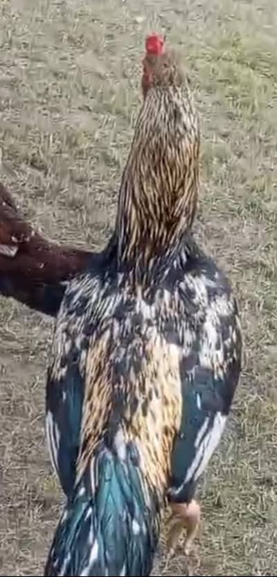 03369087176 only call