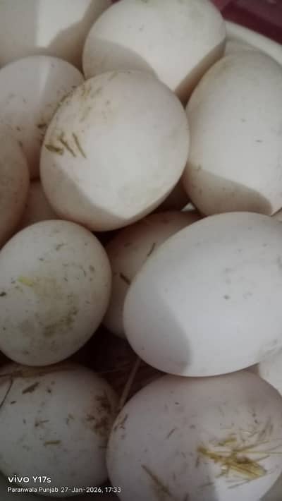 fertile eggs duck eggs