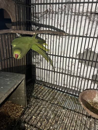 Green Parrot Breeder Talking Female