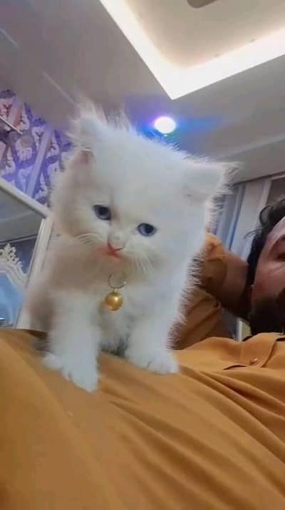 Persian kitten for urgent sale my WhatsApp number 0313496819one