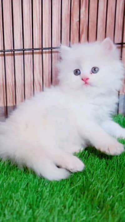 Persian kitten for urgent sale my WhatsApp number 0313496819one