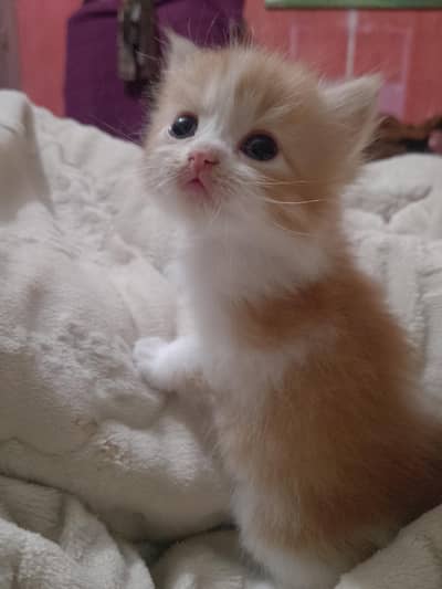 Persian triple coated kitten for sale