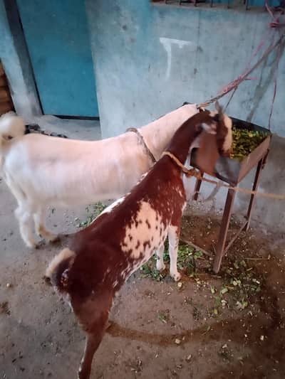 gulabi nasal n makachini