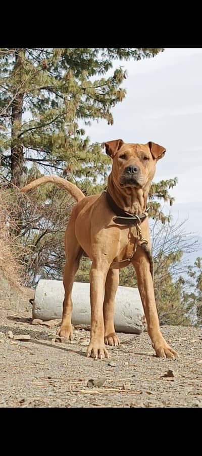 bully gultair 03169723393