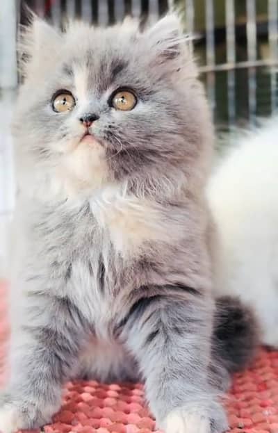 Quality Persian Punch Face Cats & Kittens 03097962675 WhatsApp