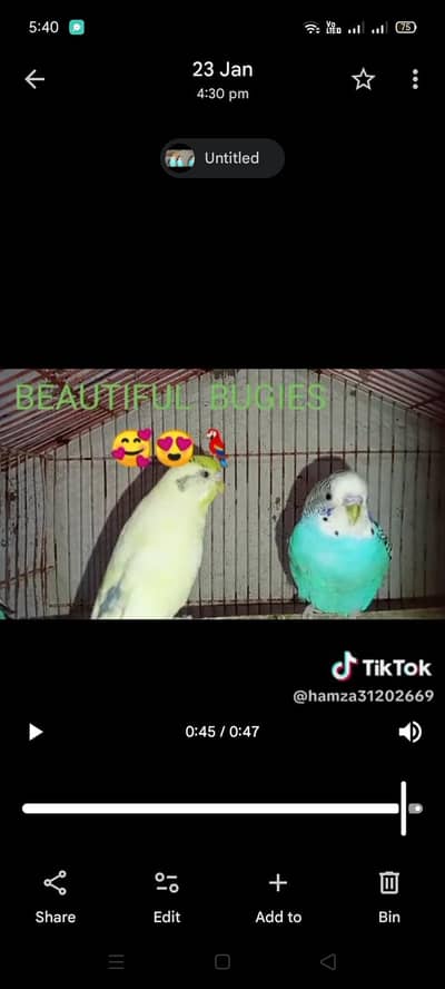 bajri breeder pair for sale