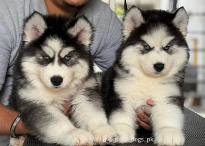 Siberian husky  03425655411