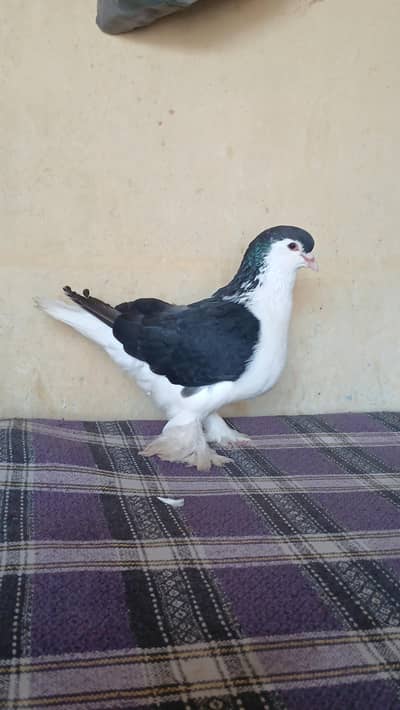 Lahore sherazi pigeon (Breeder male) 03185461922