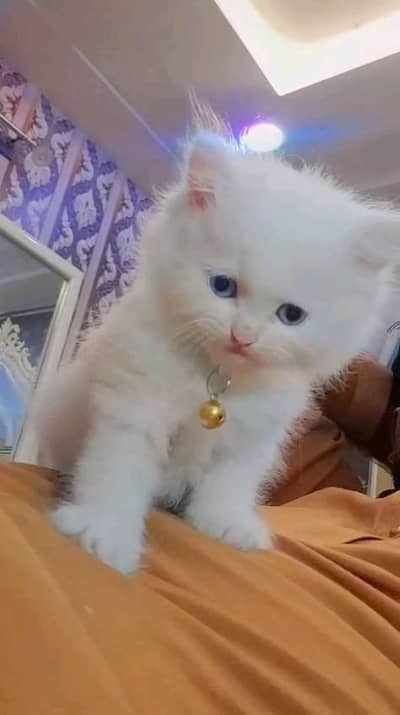 Persian kitten for urgent sale my WhatsApp number 0313496819one