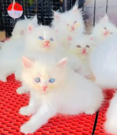 Quality Persian Punch Face Cats & Kittens 03097962675 WhatsApp